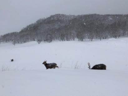 红红火火过大年,聊城7大版块324项文旅活动等你来